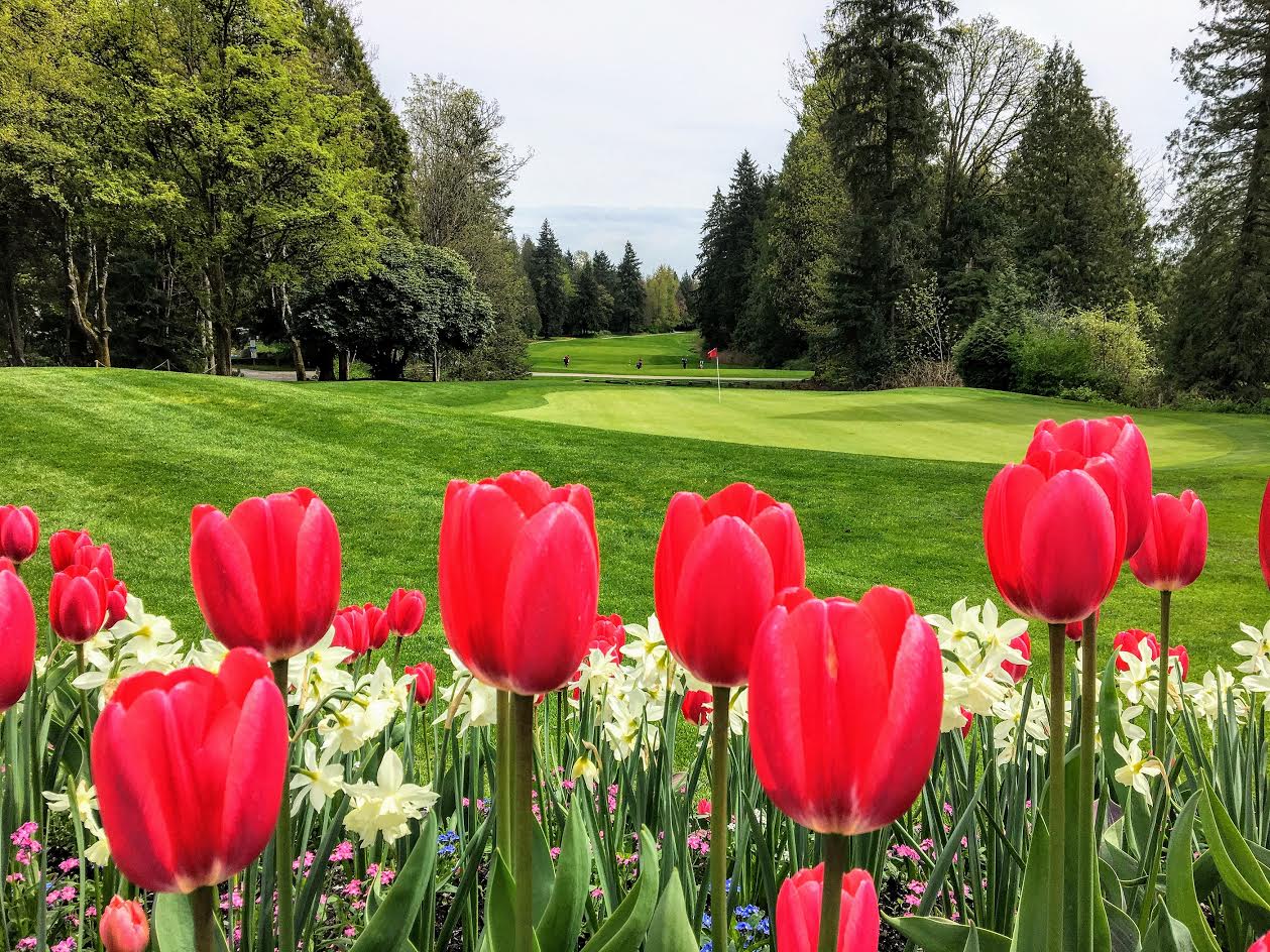 Tulips at Golf Course